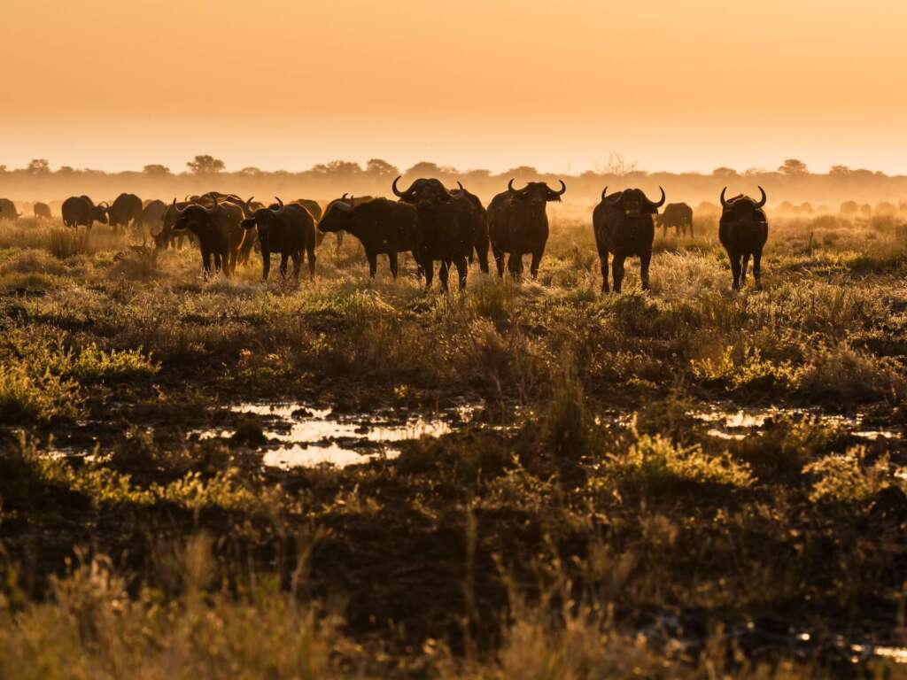 Eine Büffelherde, die bei Sonnenaufgang durch ein grasbewachsenes Feld in der Nähe von Wilderness Mokete in Botswana läuft, mit einem goldenen nebligen Hintergrund.