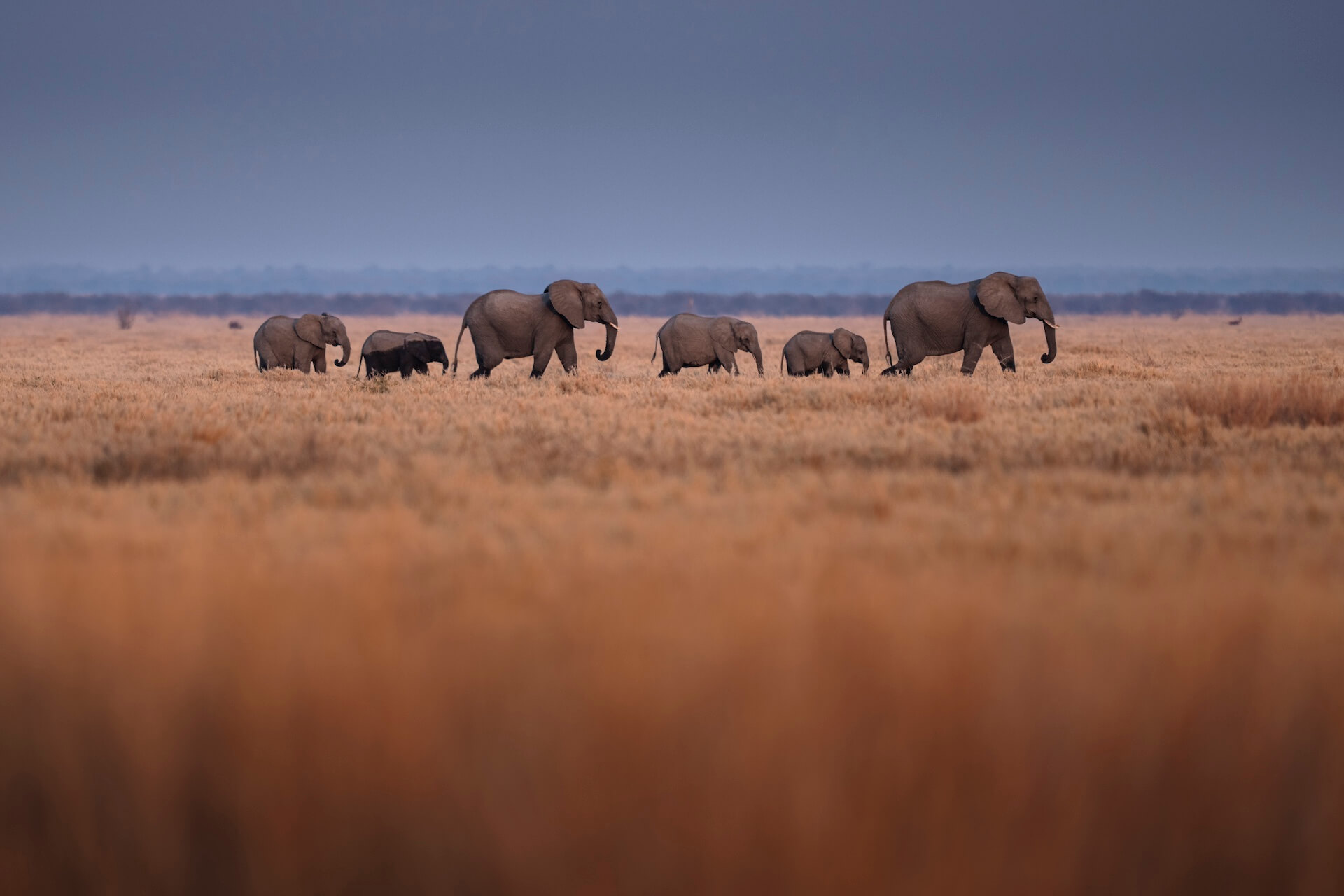 Eine Elefantenherde durchquert anmutig unter einem bewölkten Himmel die weiten, trockenen Graslandschaften Botswanas und verkörpert den wilden Geist der Wildnis.