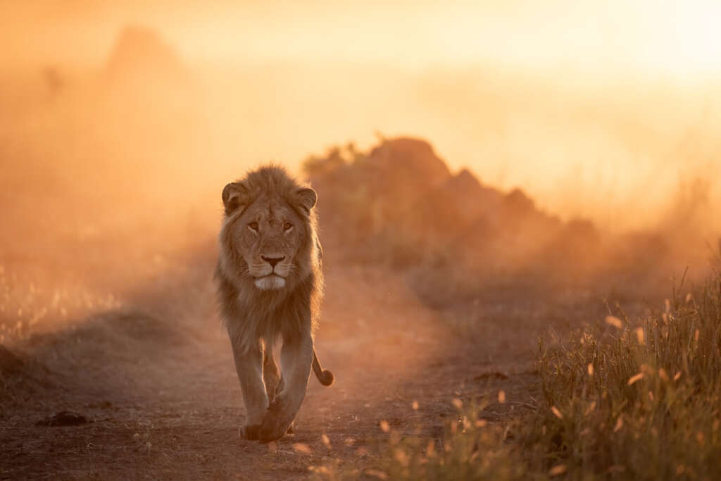 Ein majestätischer Löwe schreitet selbstbewusst auf einem staubigen Pfad in der Savanne. Der Hintergrund ist von einem warmen, goldenen Sonnenuntergang durchzogen, der die Szene in ein weiches, bernsteinfarbenes Licht taucht.