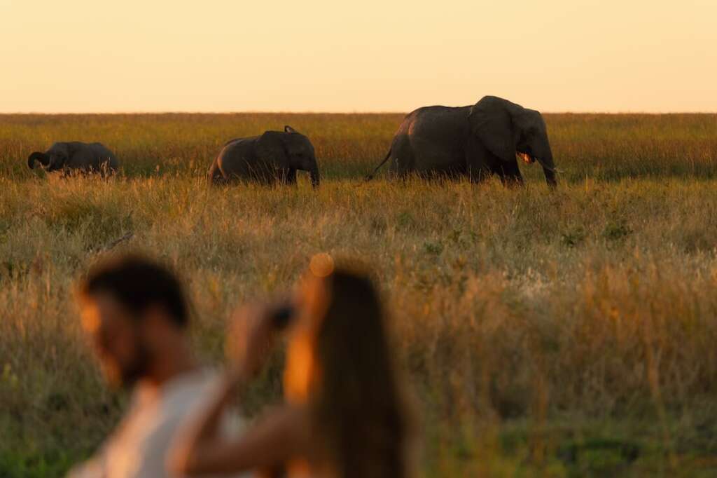 Drei Elefanten, darunter ein Jungtier, wandern in der Ferne durch das hohe Gras einer Savanne. Im Vordergrund sind zwei unscharfe menschliche Silhouetten zu sehen, die das Geschehen beobachten. Die Szene wird von einem weichen, goldenen Sonnenlicht beleuchtet, das eine friedliche Atmosphäre schafft.
