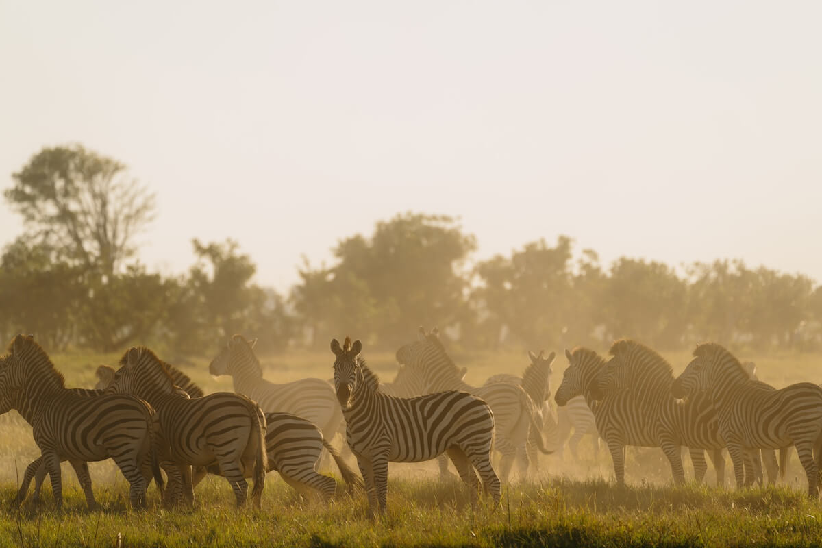 Eine Zebraherde versammelt sich auf einer sonnenbeschienenen Wiese, umgeben von der unberührten Wildnis Botswanas, mit Bäumen im Hintergrund.