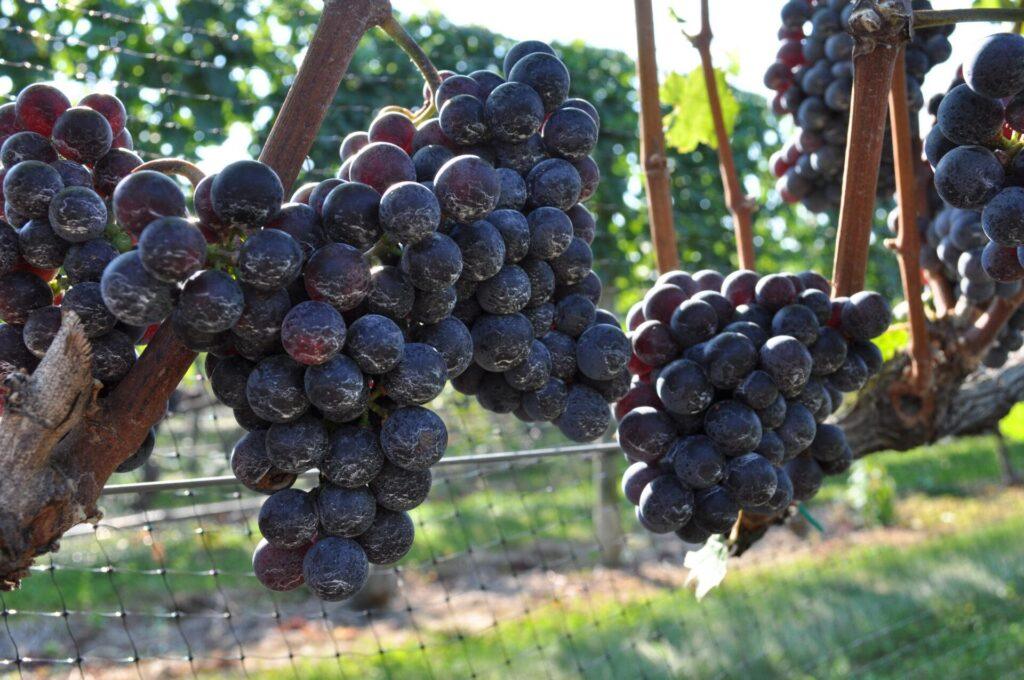 Reife, dunkelviolette Trauben hängen an den Rebstöcken in einem Weinberg, während die Sonne auf die Früchte scheint und das Grün im Hintergrund zu sehen ist.