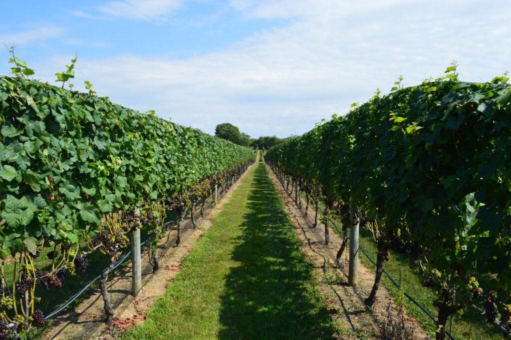 In einem sonnenbeschienenen Weinberg mit teilweise bewölktem Himmel wachsen Weinreben entlang eines gepflegten Weges.